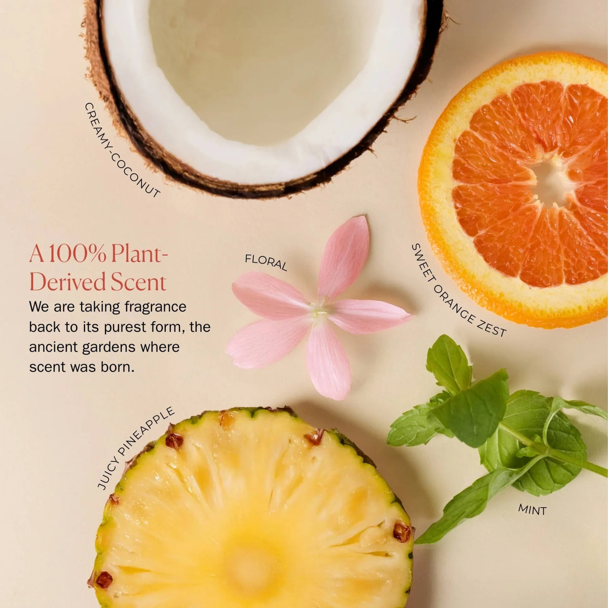 Cremiger Kokosnuss-Pflanzenduft mit frischen Grapefruit-, Minz-, Ananas- und Blumennoten, dargestellt mit natürlichen Inhaltsstoffen auf beigem Hintergrund.