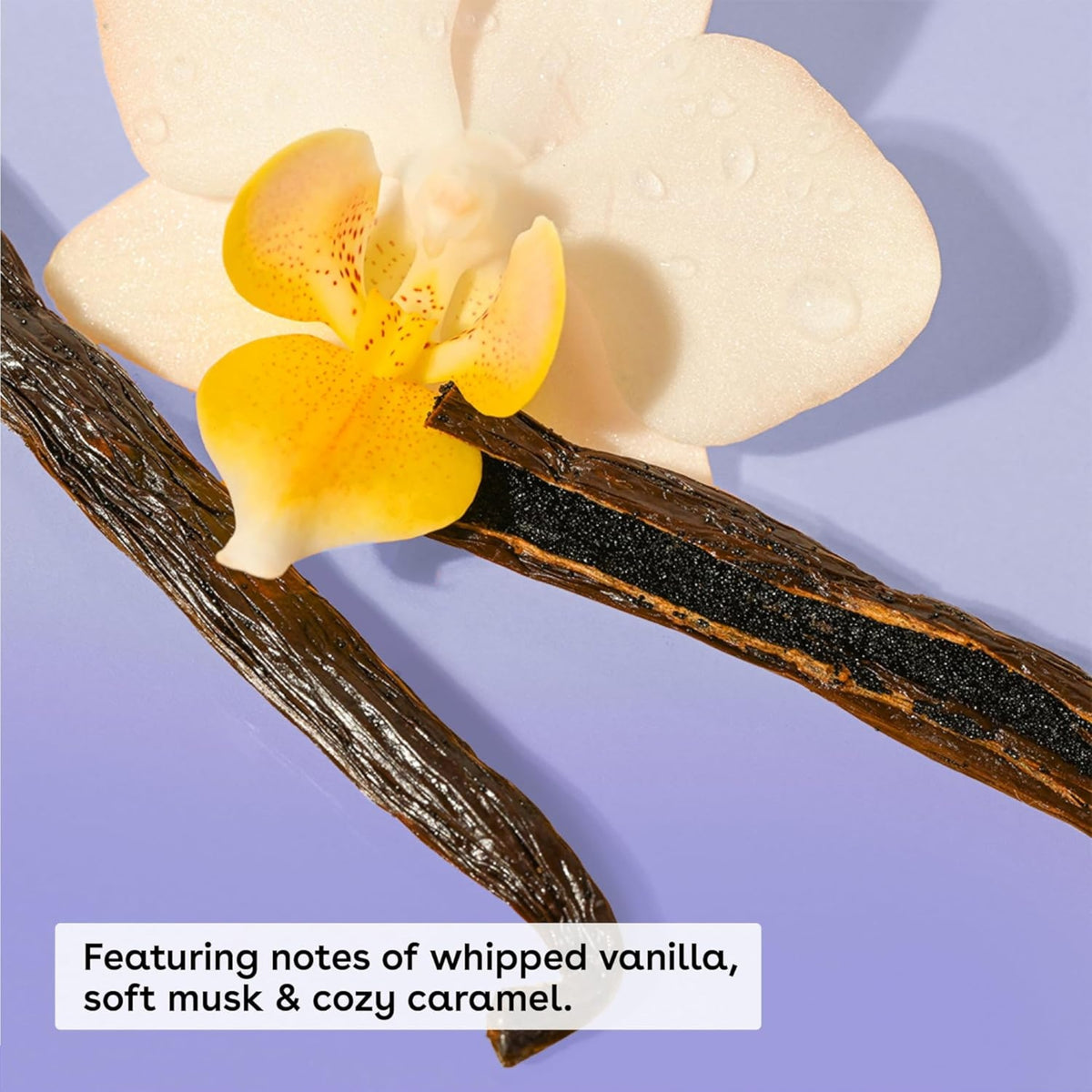 Vanilleschote und weiße Orchidee mit gelben Flecken auf violettem Hintergrund – Noten von geschlagener Vanille, weichem Moschus und gemütlichem Karamell.